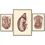 Série d'illustrations anatomiques détaillées montrant les structures internes du corps humain, y compris les organes vitaux, la colonne vertébrale et les vaisseaux sanguins.