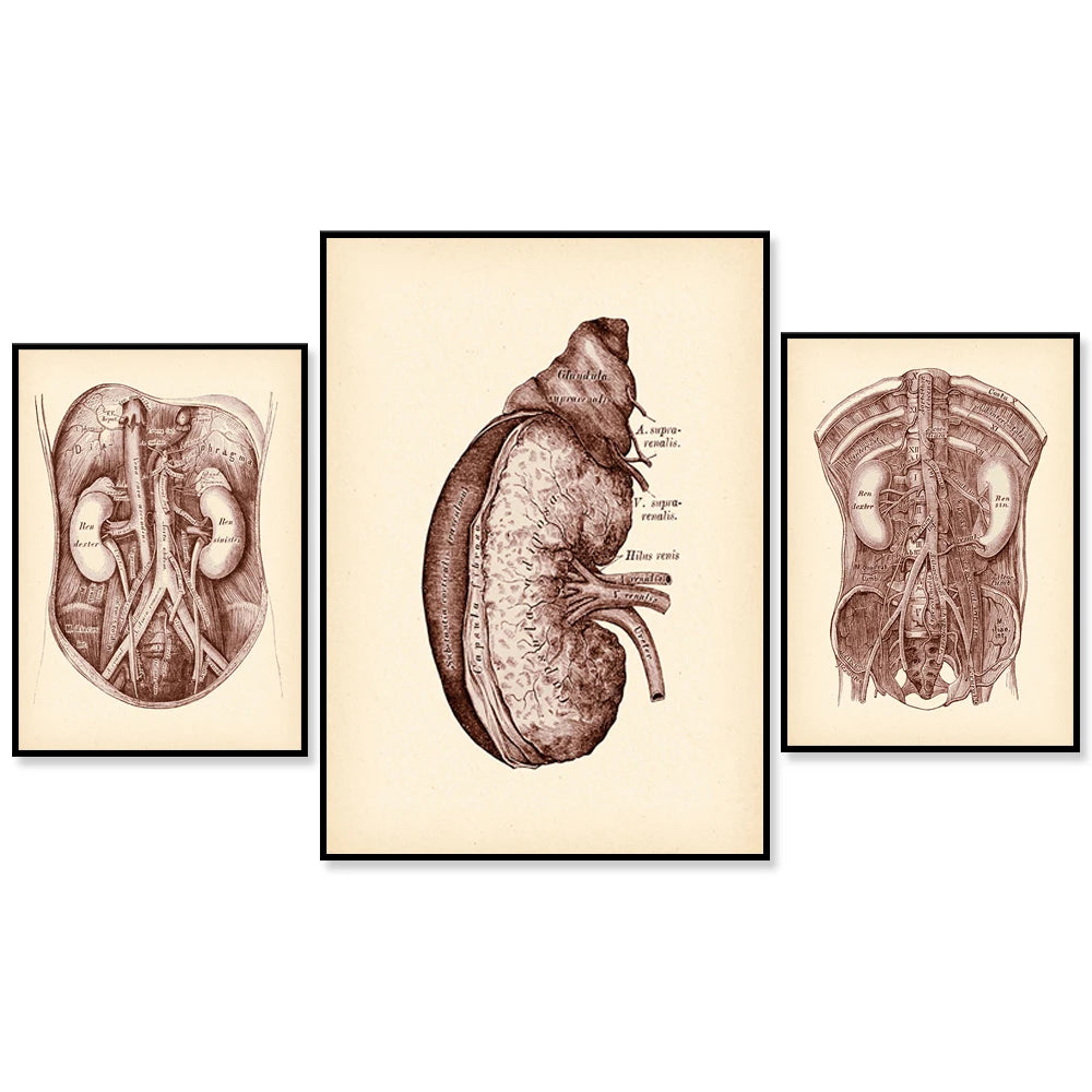 Série d'illustrations anatomiques détaillées montrant les structures internes du corps humain, y compris les organes vitaux, la colonne vertébrale et les vaisseaux sanguins.