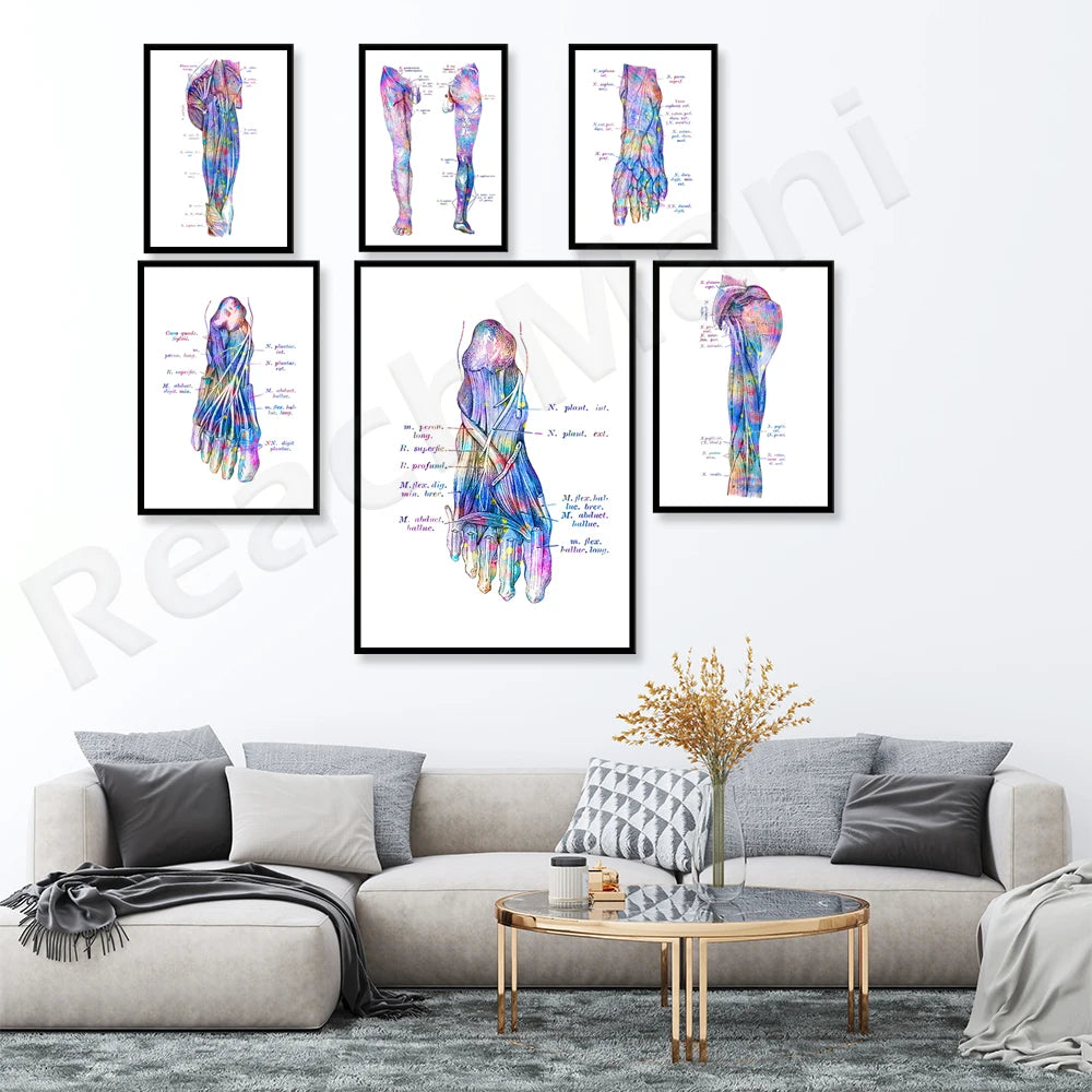Série d'affiches anatomiques colorées représentant différentes vues détaillées de la main et du pied, avec des annotations techniques.