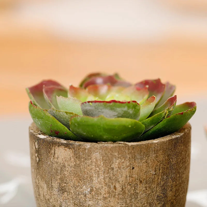 plantes succulentes artificielles vertes modernes mini bonsaï décoration maison feuilles pointues arrondies pot céramique