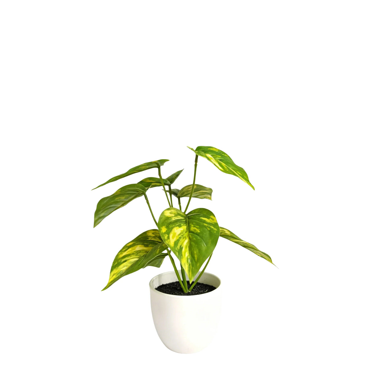 plante verte pot blanc 20cm décoration intérieure motifs jaunes