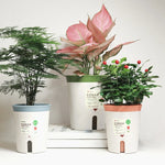 pots plante intérieure autoarrosants moderne plastique couleurs beige orange vert clair gris tailles