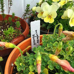 étiquettes jardinage adhésives réutilisables waterproof couleurs aléatoires moderne vert blanc jaune bleu rose violet
