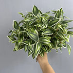 plantes artificielles feuilles vertes tiges blanches moderne minimaliste extérieur décoration
