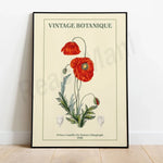 Affiche vintage botanique avec une illustration de belles fleurs de coquelicots rouges avec leurs tiges et feuilles.