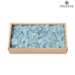 mousse séchée naturelle décorative fleurs séchées rustiques vert rose bleu violet maison intérieur