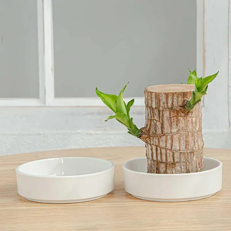 Plateau en bois brésilien avec plantes vertes en décoration intérieure