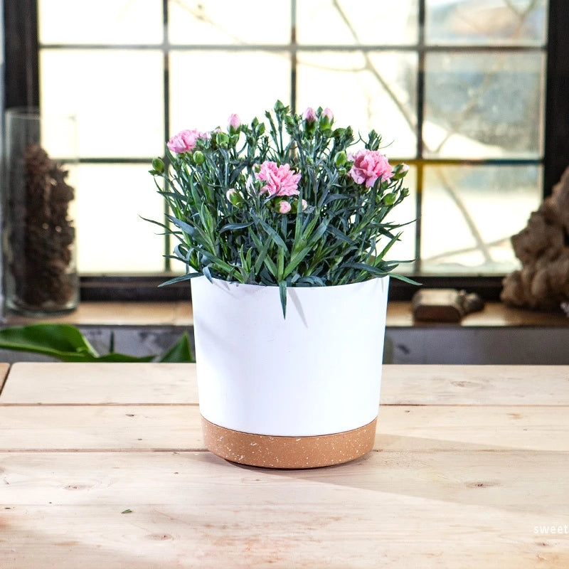 Collection de pots de fleur circulaires multicolores sur étagère