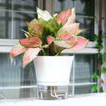 pot plante blanc transparent moderne grille d'eau adhésif auto irrigation 3pcs différentes tailles