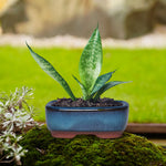 pots céramique succulentes bleu brun texture grès brillante intérieur extérieur classique minimaliste