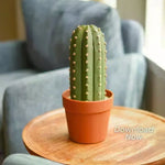jeu échecs cactus réplique résine verte originales miniatures plateau repliable