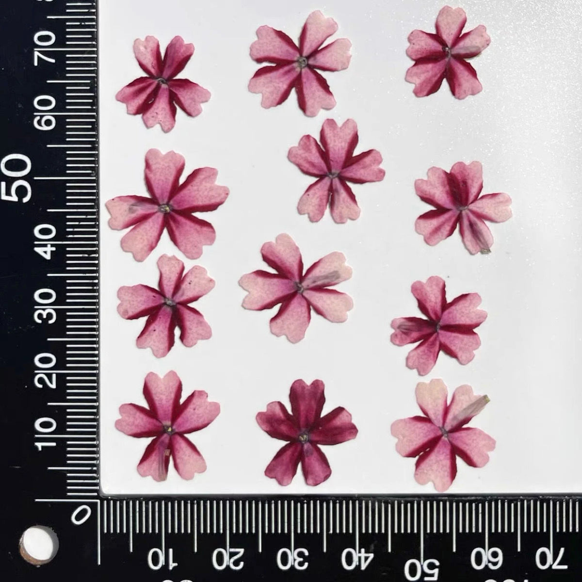 fleurs séchées violet rose blanc décor maison DIY craft nail art maquillage artisanales kit