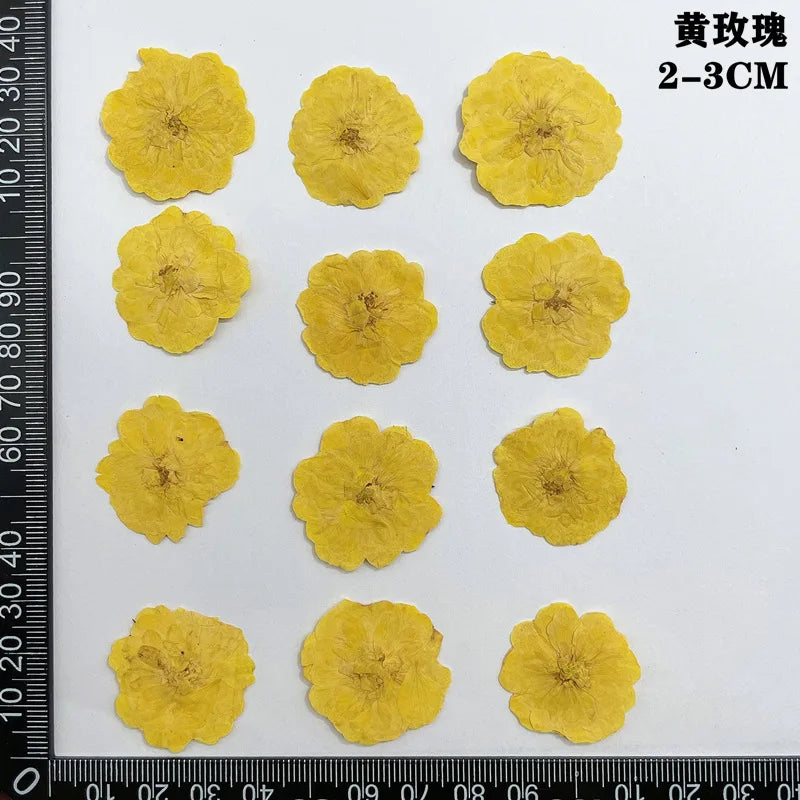 fleurs séchées naturelles rouge jaune blanc rose décoration maison intérieure bricolage scrapbooking abat jour