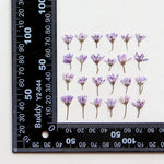 fleurs séchées violet bleu rouge blanc décoration maison anniversaire artisanat naturel variés DIY