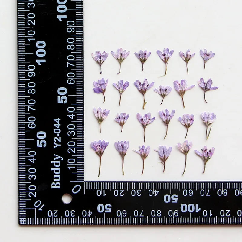 fleurs séchées violet bleu rouge blanc décoration maison anniversaire artisanat naturel variés DIY