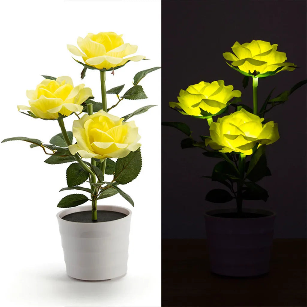 lumière solaire forme rose blanche rouge jaune feuillage vert extérieure moderne
