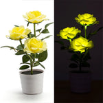 lumière solaire forme rose blanche rouge jaune feuillage vert extérieure moderne
