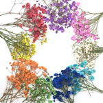 fleurs séchées kit 120 pièces variées blanc bleu orange violet rose rouge vert jaune