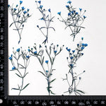 fleurs séchées multicolores petite taille décoration maison anniversaire baby shower naturelle rustique
