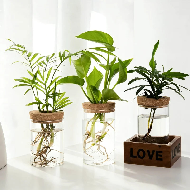 pot plantes transparent moderne plante verte bouchon liège décoration minimaliste