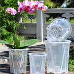 cache pot transparent moderne perforé adhésif fleur plante verte pot culture orchidée papillon racine