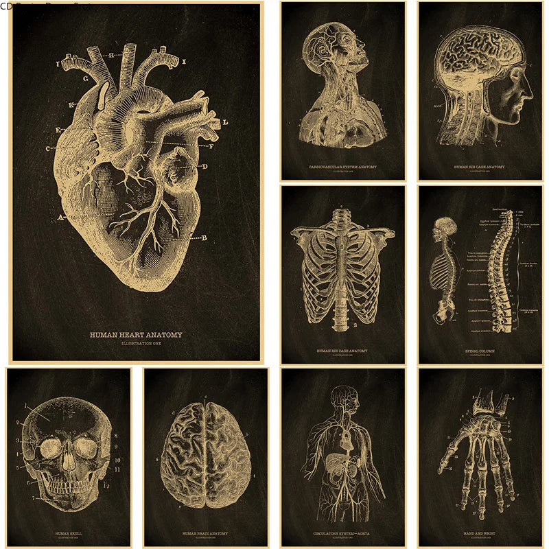 affiche anatomie humaine vintage squelette coeur cerveau cadre doré décoration murale médecine rétro