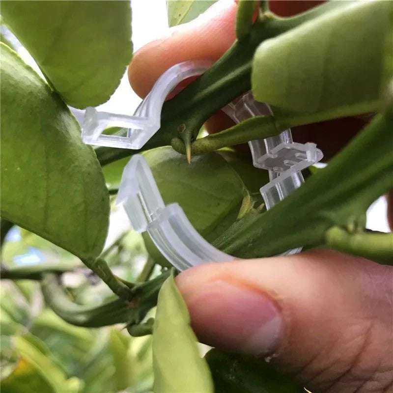 clips végétation transparent clips plastique utilitaire jardin 100pcs 200pcs 300pcs 500pcs 50pcs fixations