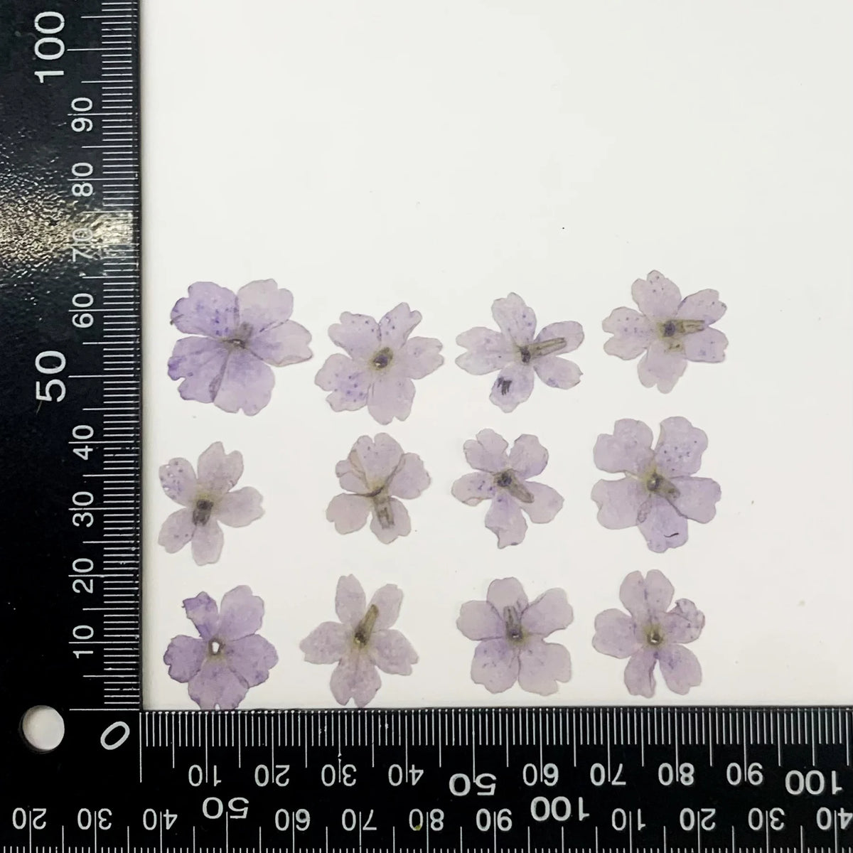 fleurs séchées violet rose blanc décor maison DIY craft nail art maquillage artisanales kit