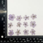 fleurs séchées violet rose blanc décor maison DIY craft nail art maquillage artisanales kit