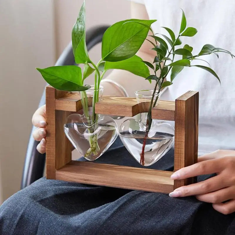 support plantes cadre bois marron verre transparent modernes vases coeurs plantes vertesintérieur décoration minimaliste
