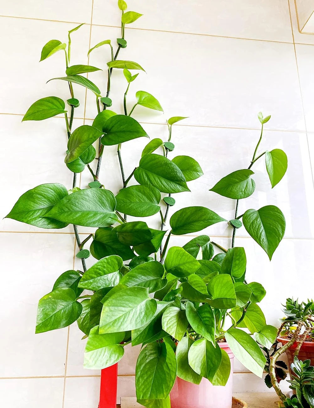 pinces plantes adhésives vertes feuilles imprimées modernes support mur invisible 10 20 50 pièces