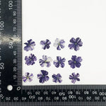 fleurs séchées violet rose blanc décor maison DIY craft nail art maquillage artisanales kit