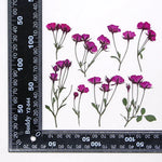 fleurs séchées rouge rose violet bleu jaune feuilles vertes décoration maison scrapbooking diy