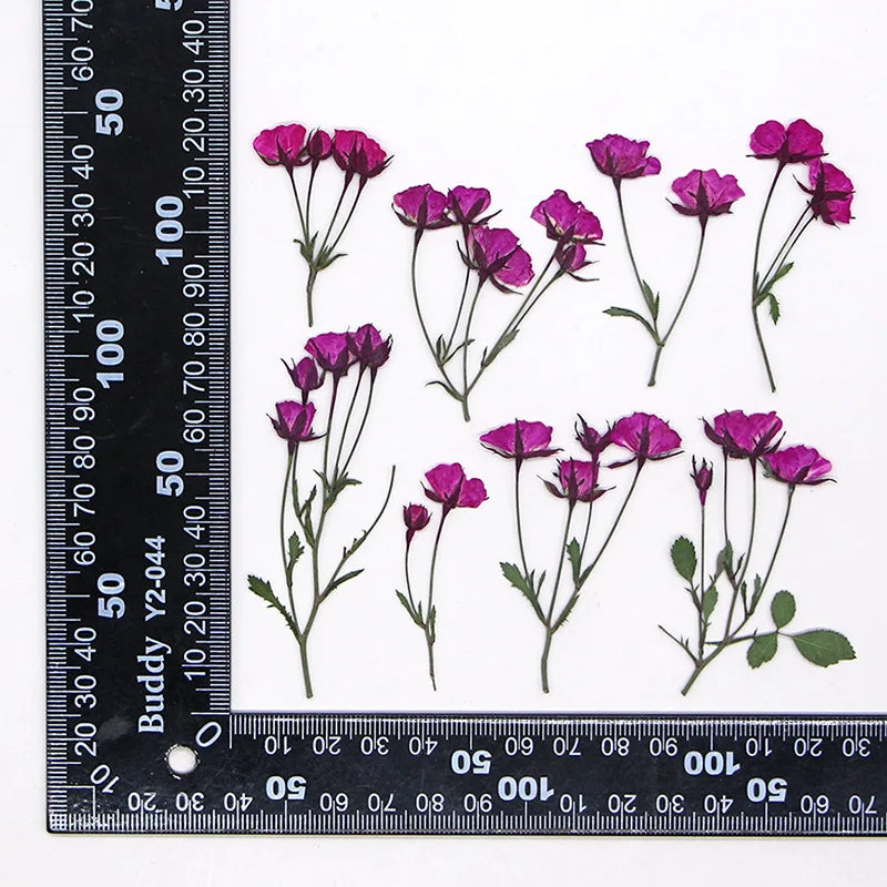 fleurs séchées rouge rose violet bleu jaune feuilles vertes décoration maison scrapbooking diy