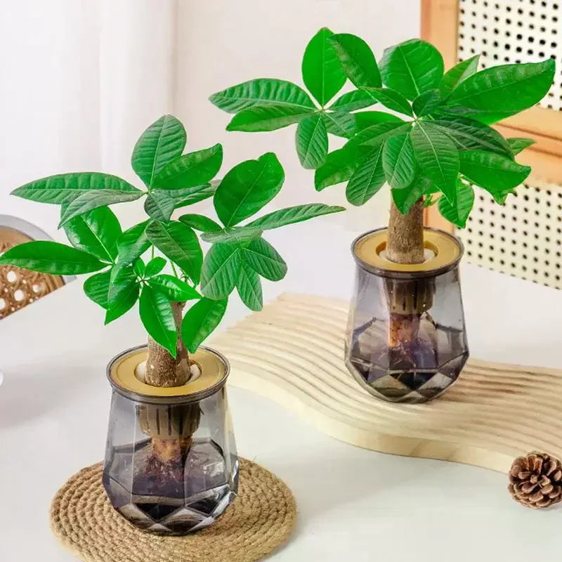 pots plantes transparents arrosage automatique decoration maison plante porte bonheur bambou chance feuilles lisses