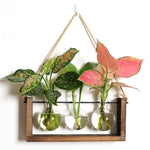 support plantes verre moderne bois marron clair vase transparent feuilles vertes multicoloresintérieur décoration