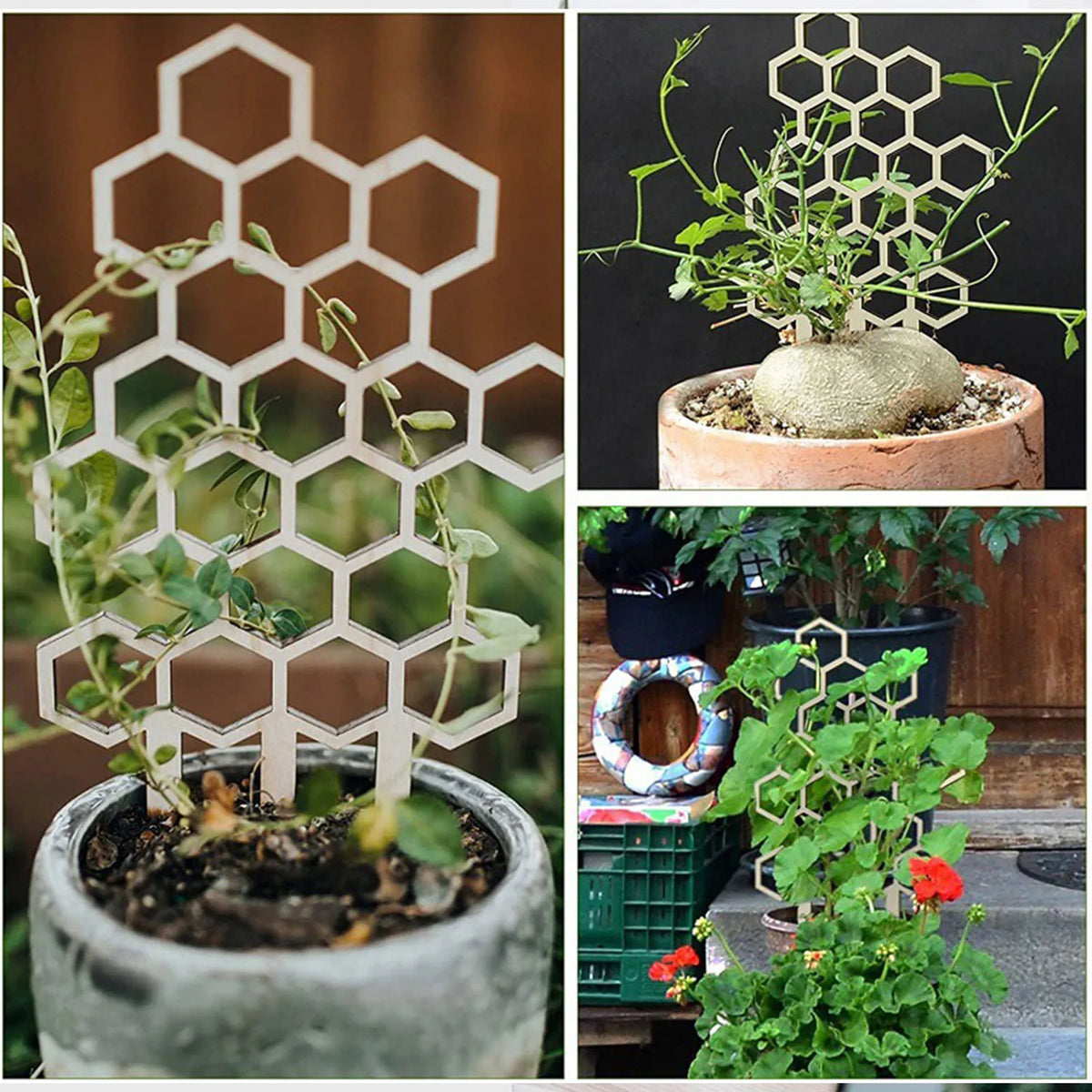 support plante grimpante nid d'abeille bois clair hexagonnel moderne minimaliste fixations piquets potextérieur