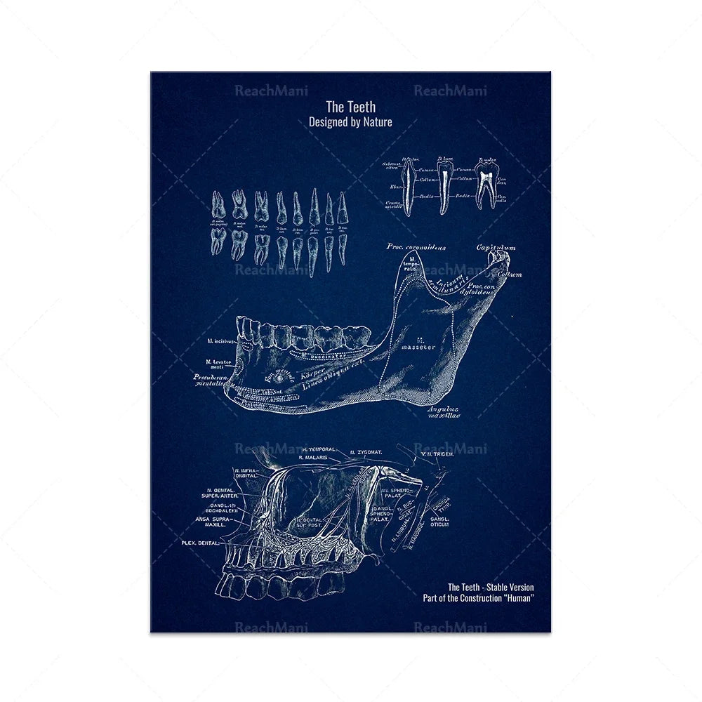 Cette image présente un schéma anatomique détaillé des dents, conçues par la nature, ainsi qu'une explication de la structure de la mâchoire.
