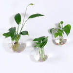 vases suspendus verre transparent modernes minimalistes adhésifs plantes intérieures