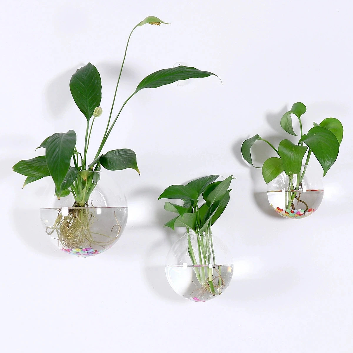 vases suspendus verre transparent modernes minimalistes adhésifs plantes intérieures