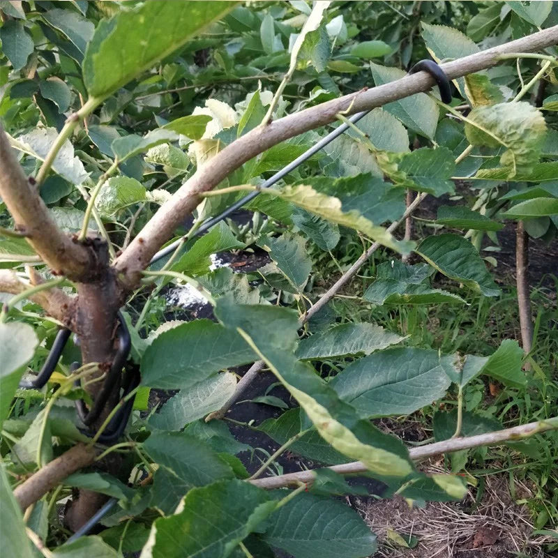 crochet jardinage métal noir argenté support branches d'arbre fruitier extérieur