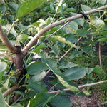 crochet jardinage métal noir argenté support branches d'arbre fruitier extérieur