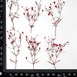 fleurs séchées multicolores petite taille décoration maison anniversaire baby shower naturelle rustique