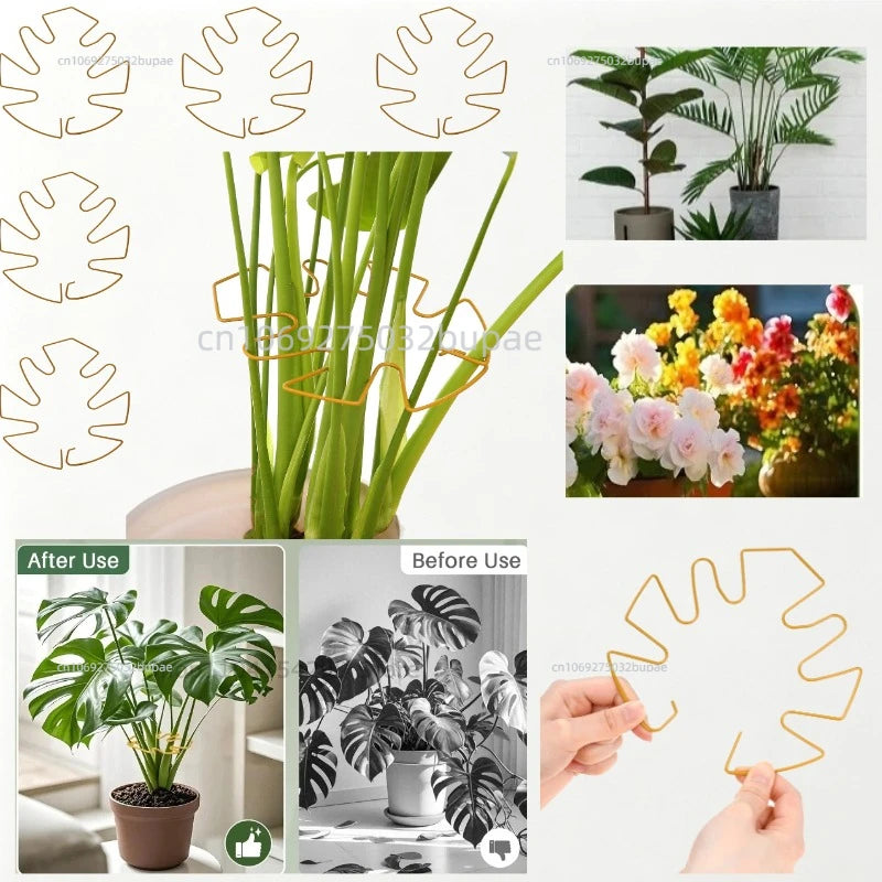 Support tiges plantes or spirale moderne fixations adhésives grandes plantes intérieures pothos philodendron monstera