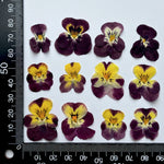 fleurs séchées violettes jaunes décoratives bricolage résine bijoux étui téléphone maquillage pétale simple naturel