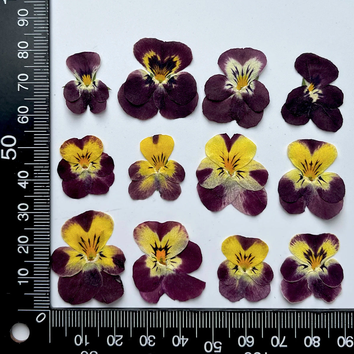 fleurs séchées violettes jaunes décoratives bricolage résine bijoux étui téléphone maquillage pétale simple naturel