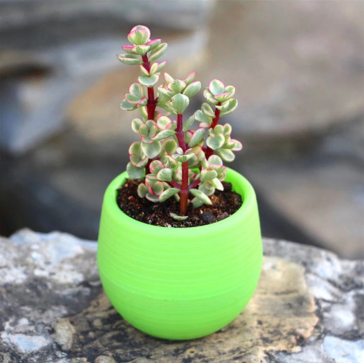 cache pot résine coloré moderne rayures horizontales plante succulente bleu blanc jaune rouge vert