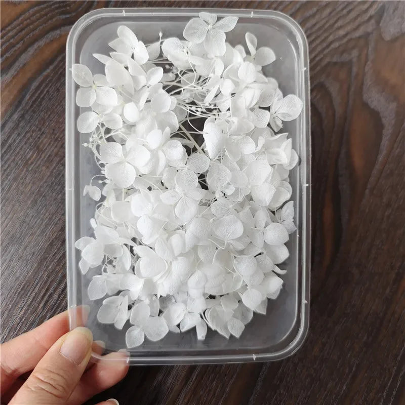 Détail des pétales d'hortensia Anna séché dans un cadre en verre
