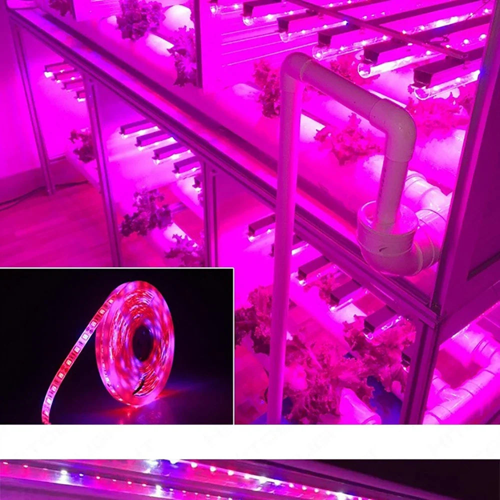 ruban led culture végétale 12v rouge rose blanc moderne télécommande adaptateur électrique
