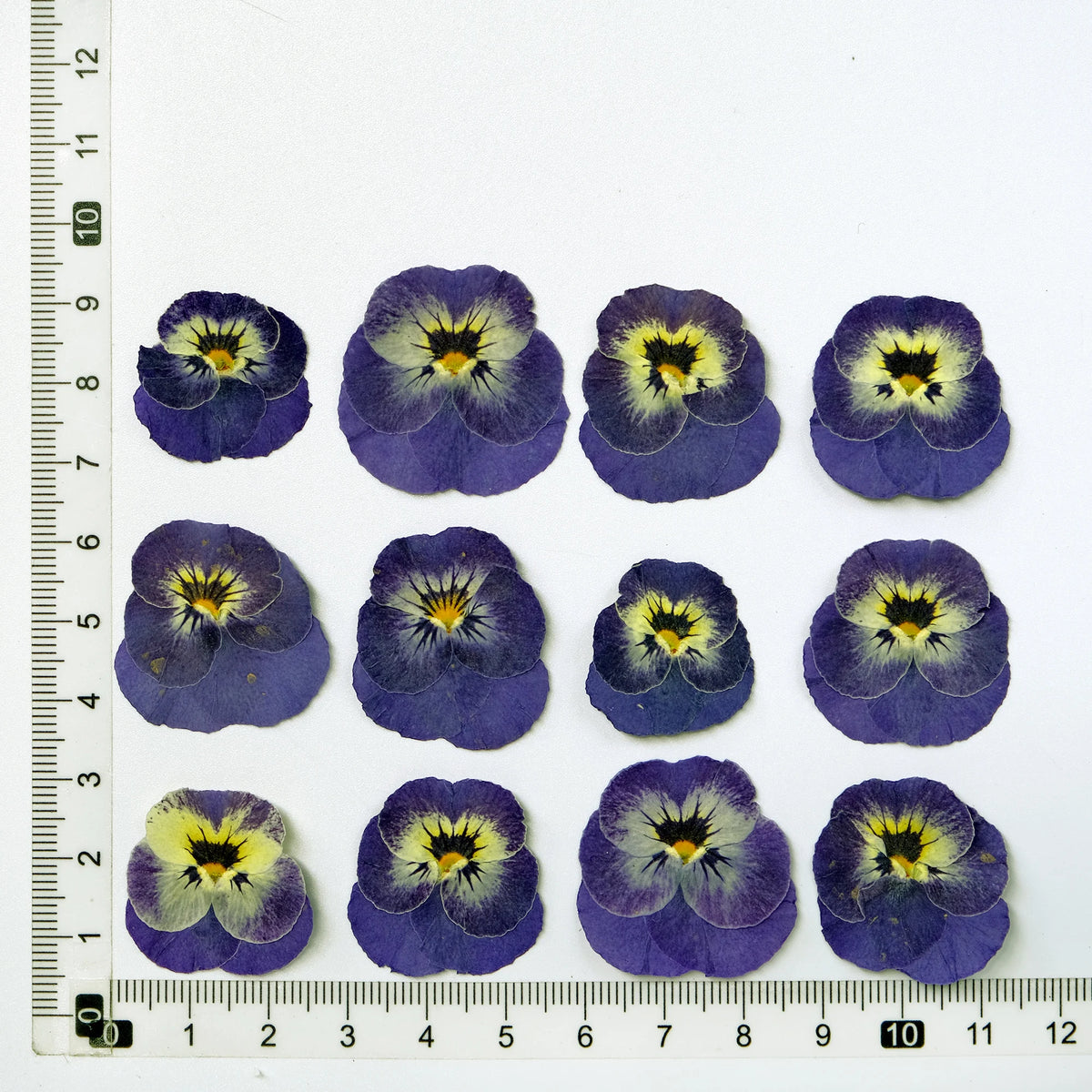 fleurs séchées violettes jaunes décoratives bricolage résine bijoux étui téléphone maquillage pétale simple naturel